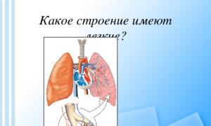 The mechanism of inhalation and exhalation.  Target.  Based on knowledge about the structure of the organs of the respiratory system, understand the mechanism of respiratory movements - presentation.  Lesson summary