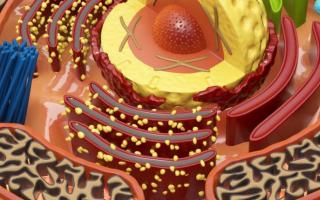 Olbaltumvielu sintēze šūnā - apraksts, procesa funkcijas