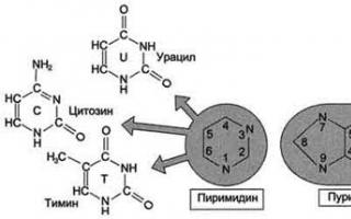 เหตุใดโมเลกุลกรดนิวคลีอิกจึงถูกเรียกว่าโมเลกุลโพลีเมอร์